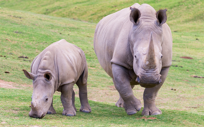 サイ, 野生動物, 少しサイ, アフリカ