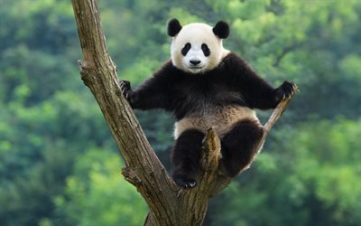 panda en el &#225;rbol, animales lindos, panda, China, osos