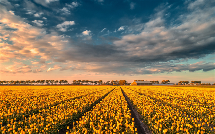 tulipas amarelas, campo de tulipa, p&#244;r do sol, noite, ver&#227;o, flores silvestres, tulipas, Pa&#237;ses baixos