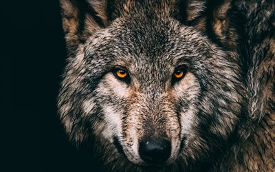 lobo cinzento, animais da floresta, predadores, a vida selvagem, lobo olhos, lobos, animais selvagens