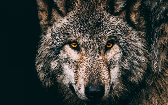 Download wallpapers gray wolf, forest animals, predators, wildlife