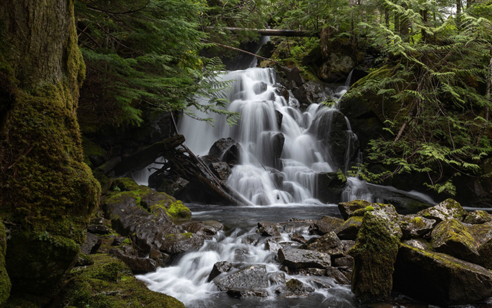 foresta, cascata, belle cascate, fiume, North Cascades National Park, Washington, USA