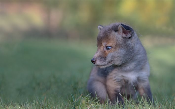 little fox, wildlife, green grass, fox, predators, cute animals