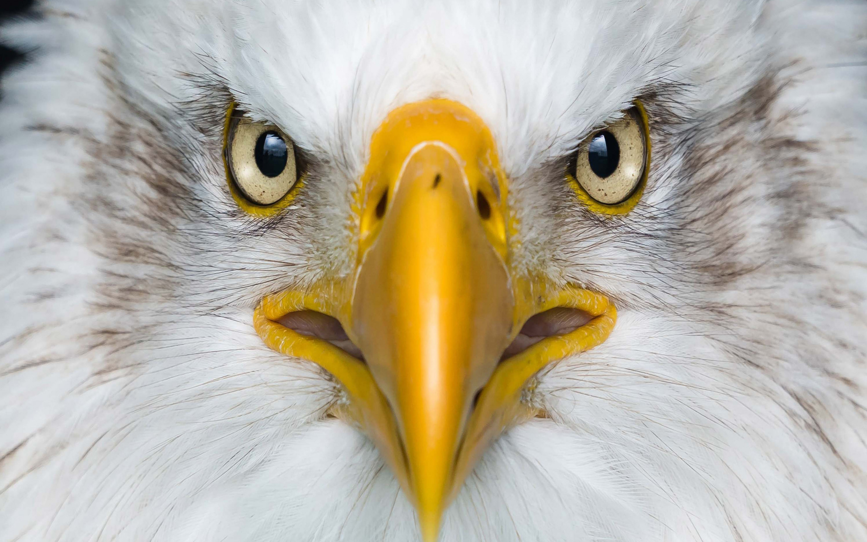 lccc eagles eye