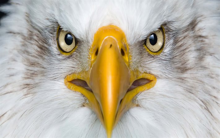 Bald eagle, bird of prey, yellow beak, eyes, predator, american symbol, eagle