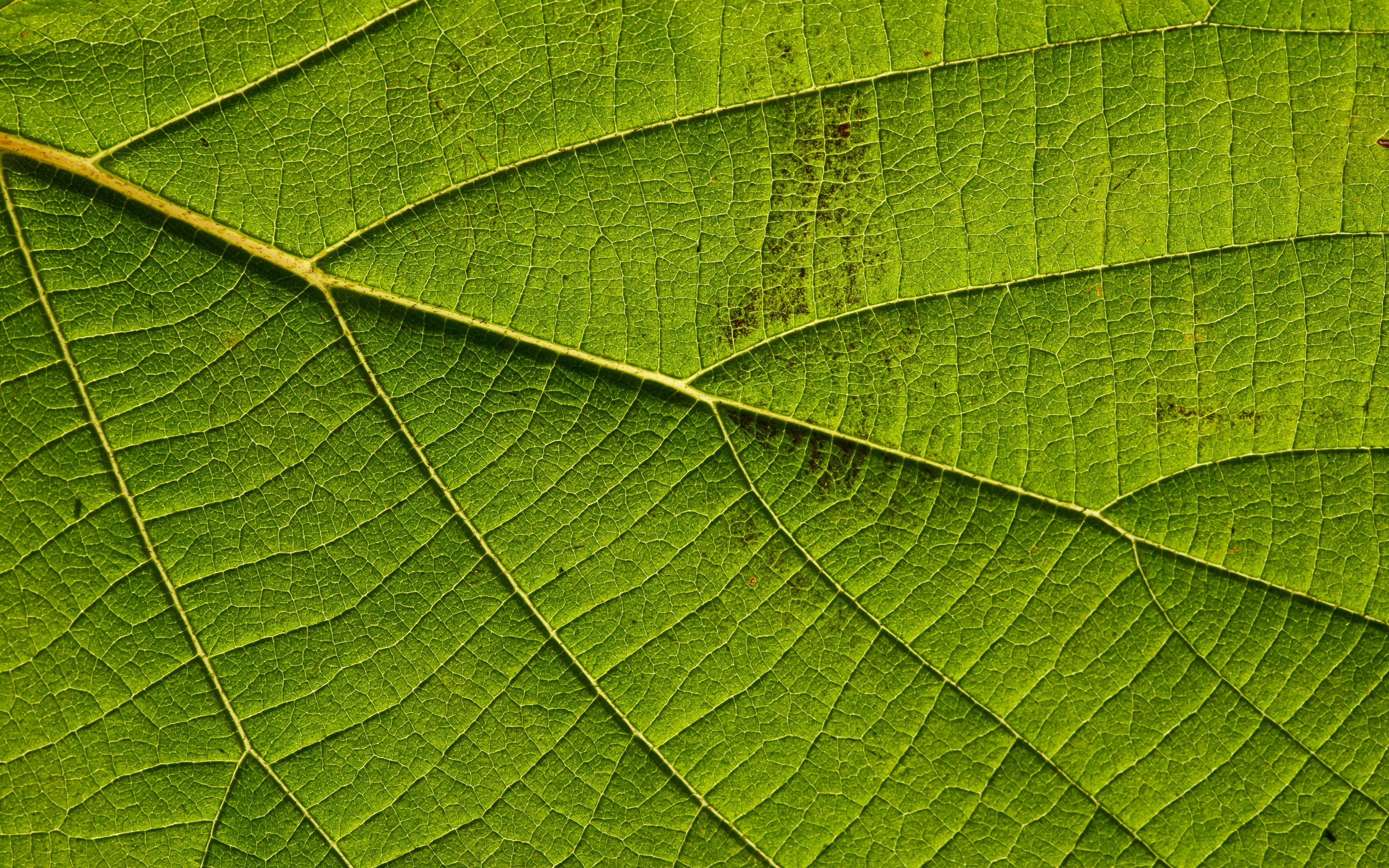 Download wallpapers green leaf texture, green eco background, green leaf  background, creative green background, leaf green texture, environment for  desktop with resolution 2880x1800. High Quality HD pictures wallpapers