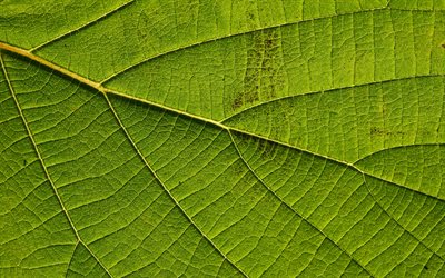 green leaf rakenne, vihre&#228; eco tausta, vihre&#228; lehti tausta, luova vihre&#228; tausta, lehtien vihre&#228; tekstuuri, ymp&#228;rist&#246;