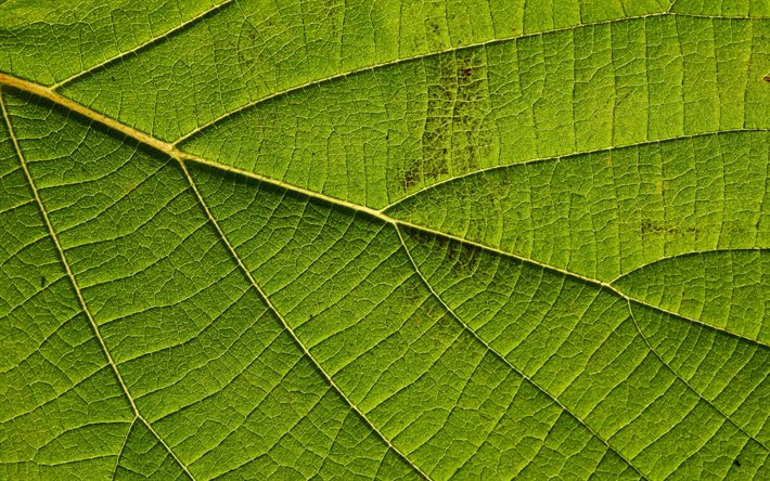 Download wallpapers green leaf texture, green eco background, green leaf  background, creative green background, leaf green texture, environment for  desktop free. Pictures for desktop free