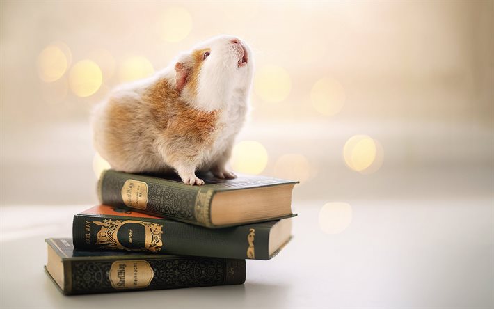 guinea pig on books, education concepts, cute animals, guinea pig, stack of books, education
