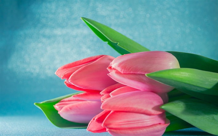 tulipanes rosas, fondo azul, ramo de tulipanes, flores rosas, tulipanes, fondo con tulipanes