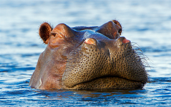 flodh&#228;st, sj&#246;n, tittar ut &#246;ver vattnet huvud, vilda djur, Afrika, hippo