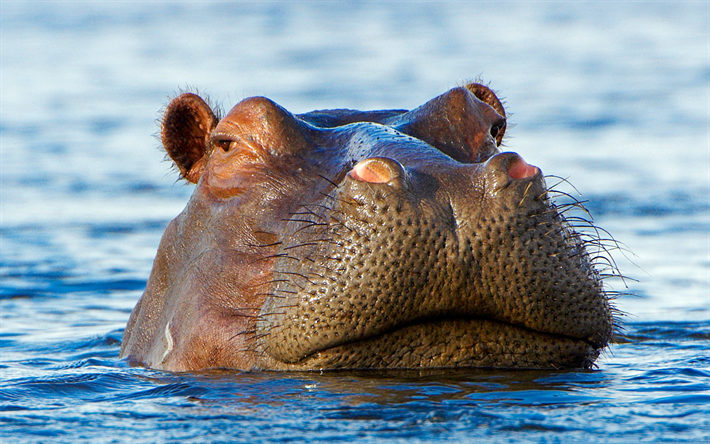 el hipop&#243;tamo, lago, mirando hacia fuera de la cabeza del agua, la vida silvestre, &#193;frica, animales salvajes, hipop&#243;tamo