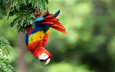 Scarlet macaw, jungle, parrots, bokeh, red parrot, Ara macao, macaw