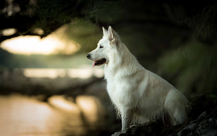 Sveitsin Paimen, river, White Swiss Shepherd, bokeh, koirat, White Swiss Shepherd Dog, lemmikit, Valkoinen Paimenkoira