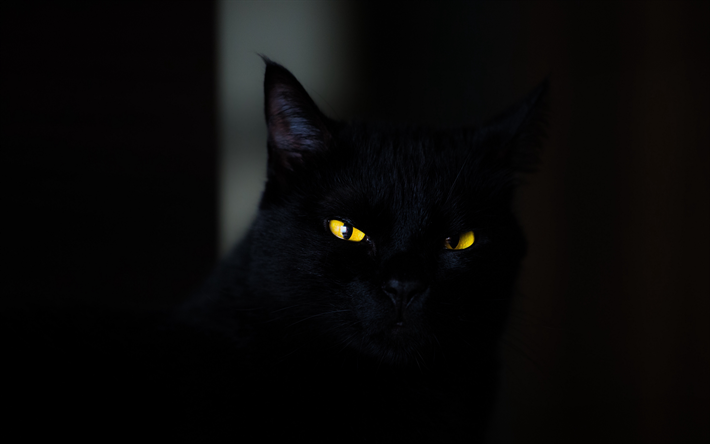 4k, Bombay Gato, close-up, mascotas, ojos amarillos, gato negro, gato dom&#233;stico, gatos, Bombay