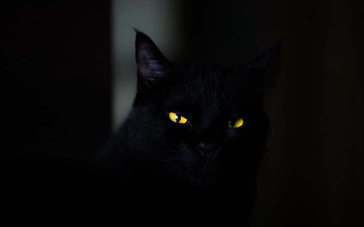 4k, Bombay Cat, close-up, pets, yellow eyes, black cat, domestic cat, cats, Bombay