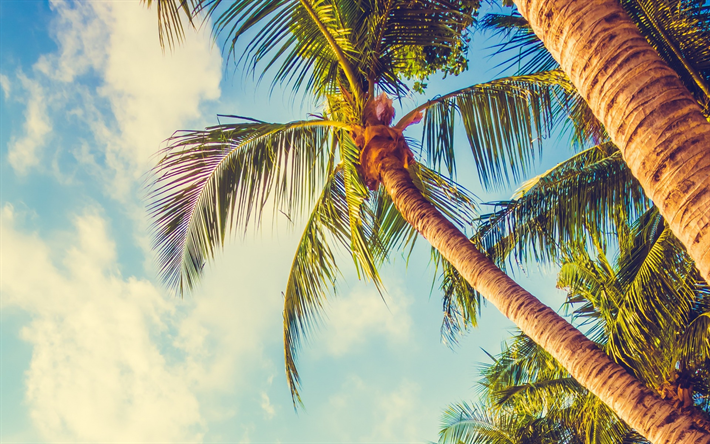 palm-baum, gr&#252;ne bl&#228;tter, sonnenuntergang, himmel, abend, tropische insel, sommer