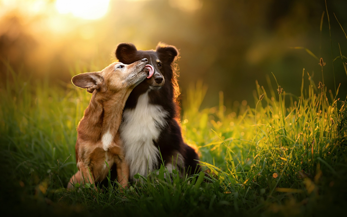 nero Australiano cane da pastore, cani di piccola taglia, di amicizia concetti, simpatici animali, animali domestici