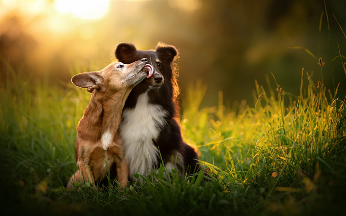 siyah Avustralya &#231;oban k&#246;peği, k&#252;&#231;&#252;k k&#246;pekler, dostluk kavramları, sevimli hayvanlar, hayvanlar