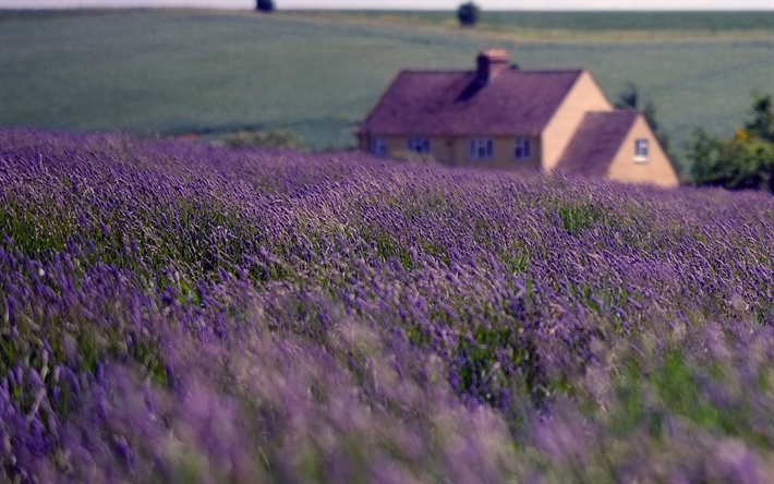 England, village, summer, lavender, UK, United Kingdom