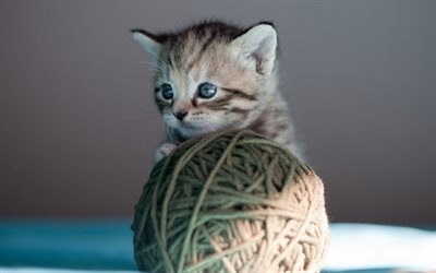 small cute gray kitten, ball of threads, cute animals, pets, cats