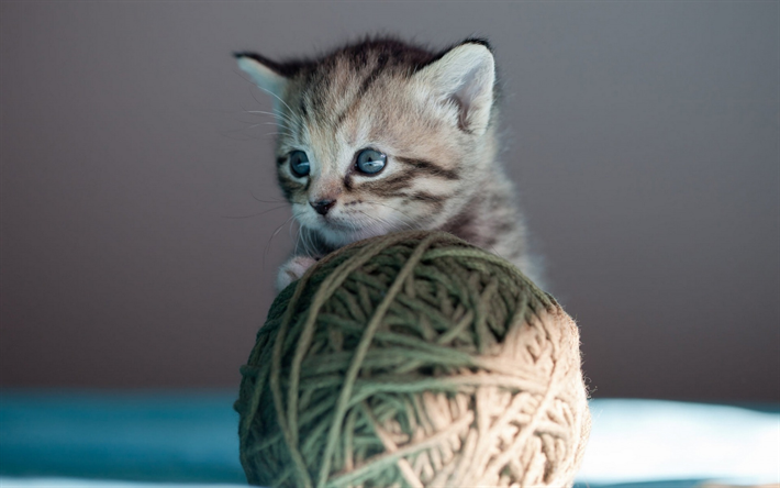 少しでも小さく、かわいらしいグレーの子猫, ボールのスレッド, かわいい動物たち, ペット, 猫