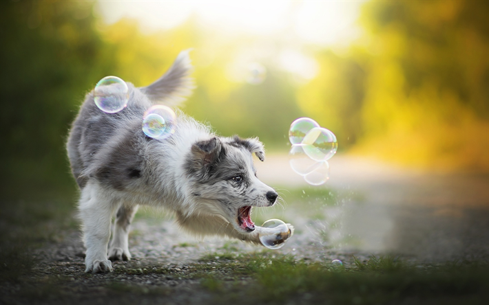 Pastor Australiano, bolhas, filhote de cachorro, Australiano, animais de estima&#231;&#227;o, cachorros, C&#227;o De Pastor Australiano, bokeh, Aussie C&#227;o