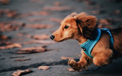 Dachshund, running dog, pets, bokeh, cute animals, dogs, autumn, Dachshund Dog, brown dachshund