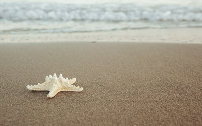 praia, areia, estrela do mar, areia cinzenta, brisa do mar, noite, p&#244;r do sol, mar, viagens de ver&#227;o
