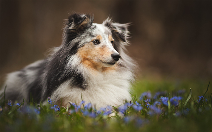 Shetland colleys, pelouse, chienne sheltie, des animaux, des fleurs, de Berger de Shetland, bokeh, berger shetland, les chiens de Berger de Shetland