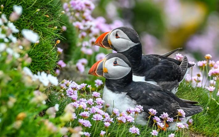 puffins, flowers, wildlife, Fratercula arctica, cute birds, Atlantic puffin