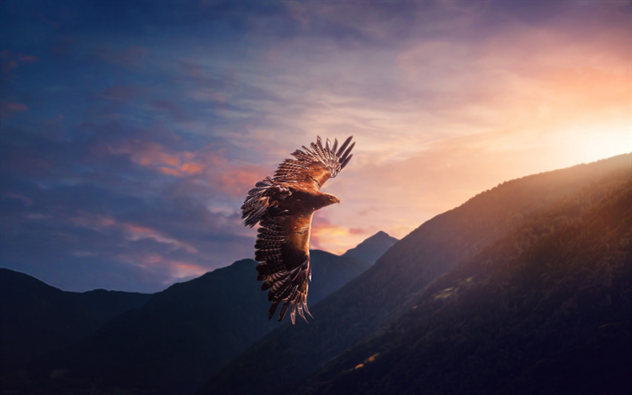 hawk, bird of prey, kv&#228;ll, sunset, flygande &#246;rn, USA