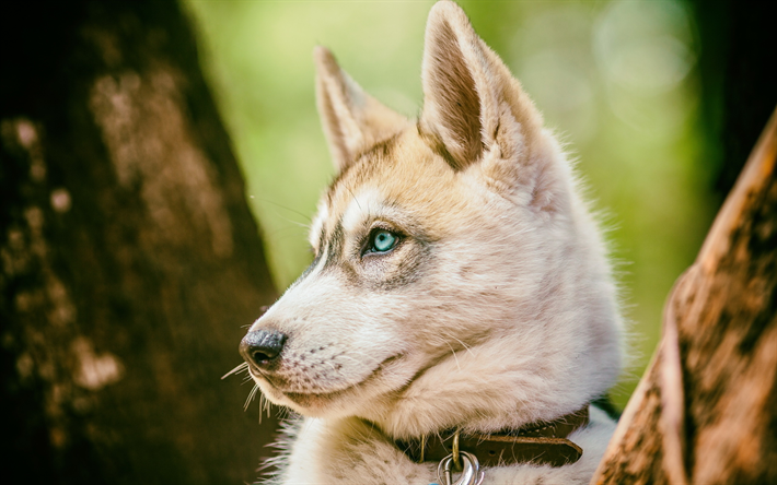 Siperian Husky, pentu, lemmikit, l&#228;hikuva, s&#246;p&#246;j&#228; el&#228;imi&#228;, bokeh, Husky, koirat, Siperian Husky Koira