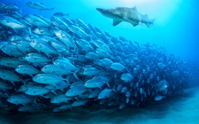 White shark, tuna, underwater world, ocean, wildlife, school of fish, Carcharodon carcharias
