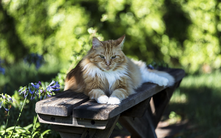 ダウンロード画像 トルコのファン 生姜猫 大きなふかふかの猫 ペット 夏 フリー のピクチャを無料デスクトップの壁紙
