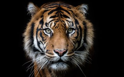 el tigre, el depredador, boca, tigre sobre un fondo negro, África