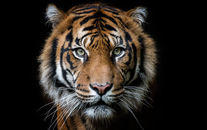 el tigre, el depredador, boca, tigre sobre un fondo negro, &#193;frica