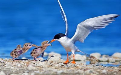 Seagull, mother and cub, wildlife, chicks, fish, Laridae