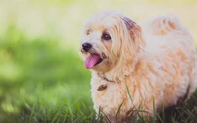 Maltese Dog, bokeh, lawn, white dog, cute animals, pets, dogs, Maltese