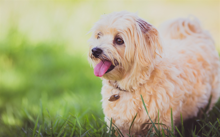 マルタの犬, ボケ, 芝生, 白い犬, かわいい動物たち, ペット, 犬, マルタ