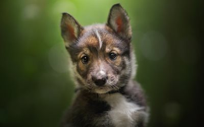 Tamaskan Dog, Tam, small black puppy, cute animals, small dog, Finnish breeds of dogs, Finland