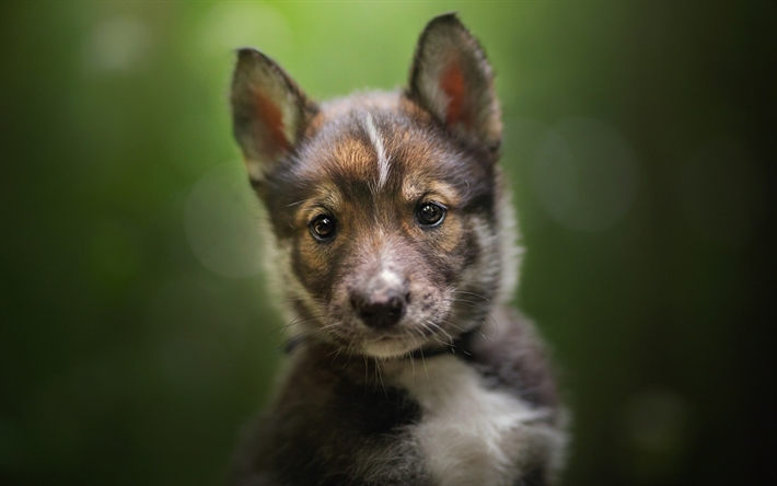 Tamaskan Cane, Tam, nero, piccolo cucciolo, animali, cane di piccola taglia, finlandese, razze di cani, Finlandia
