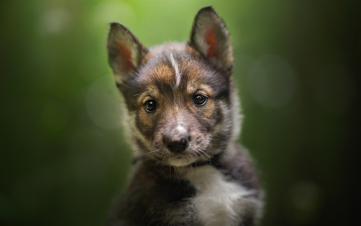 Tamaskan C&#227;o, L&#225;, preto pequeno filhote de cachorro, animais fofos, c&#227;o de pequeno porte, Finland&#234;s ra&#231;as de c&#227;es, Finl&#226;ndia