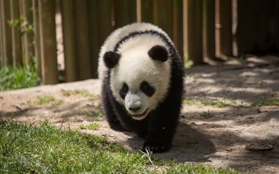 little panda, cute little bear cub, panda, bamboo, cute animals, Japan