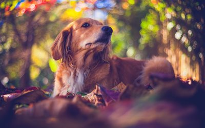 Golden Retriever, bokeh, labrador, dogs, autumn, forest, pets, cute dogs, Golden Retriever Dog