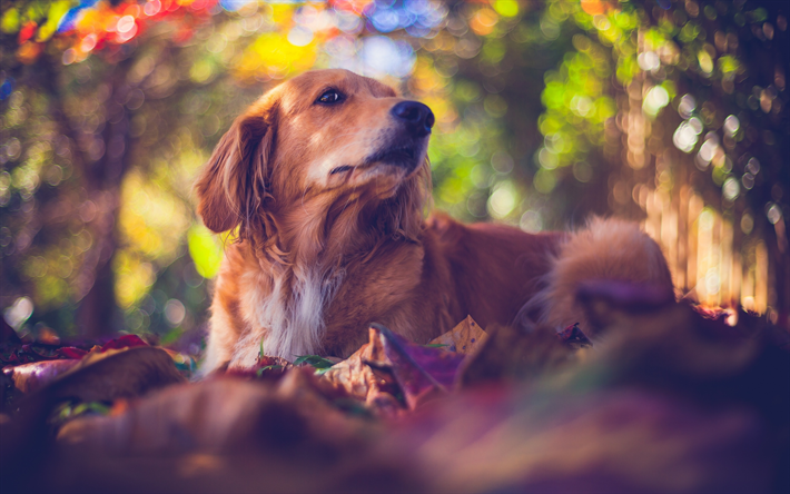 ダウンロード画像 ゴールデンレトリーバー ボケ ラブラドール 犬 秋 森林 ペット かわいい犬 ゴールデンレトリーバー犬 フリー のピクチャを無料デスクトップの壁紙