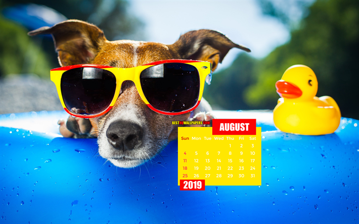 August 2019 Calendar, 4k, funny dog, summer, 2019 calendar, August 2019, creative, August 2019 calendar with dog, Calendar August 2019, dog on swimming pool, 2019 calendars