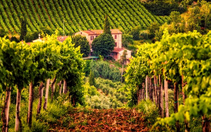 Tuscany, HDR, vineyards, summer, Italy, beautiful nature, Europe