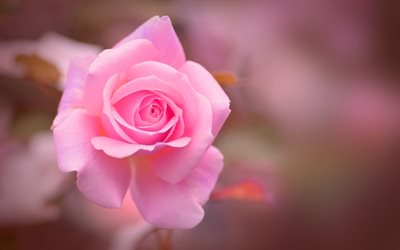 rose rose, bokeh, des fleurs roses, de ros&#233;e, de belles fleurs, bourgeons rose, roses