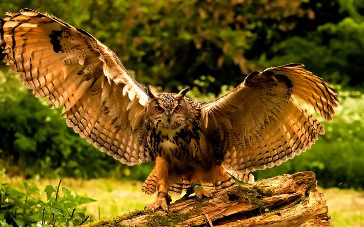 owl, predatory bird, forest, bird